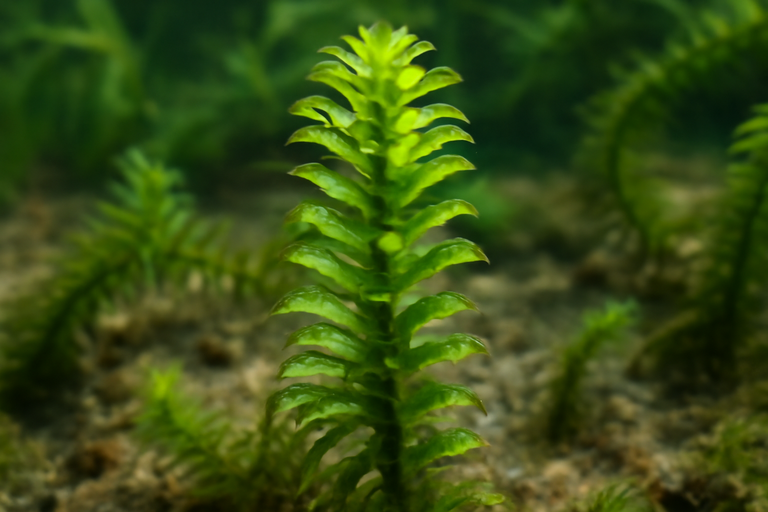 African Elodea