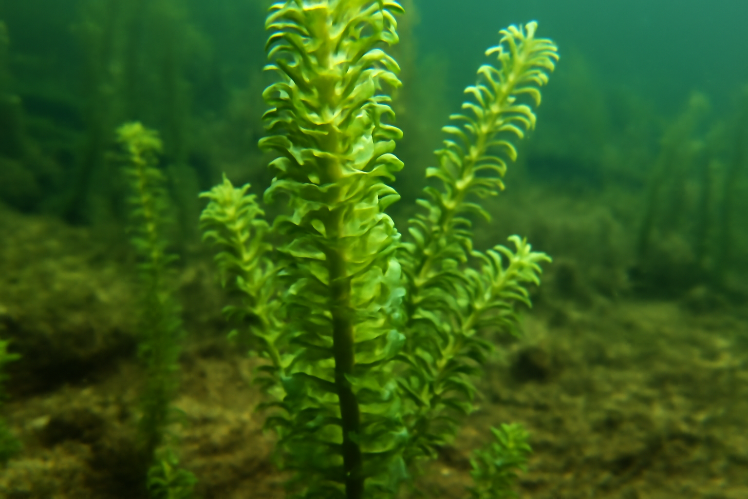 Curly Waterweed