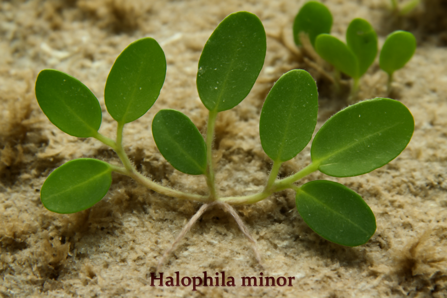 Halophila minor