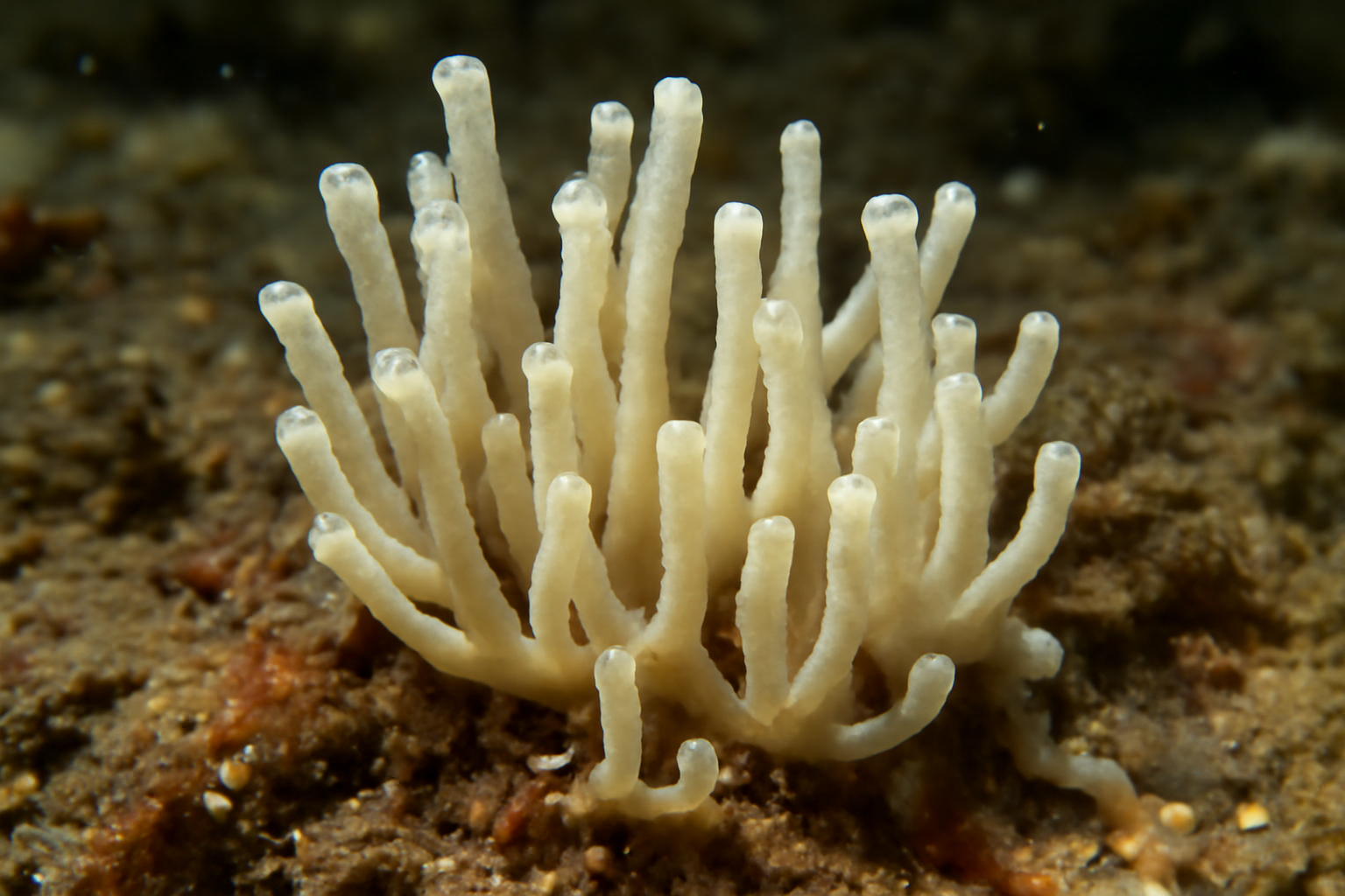 Leucosolenia