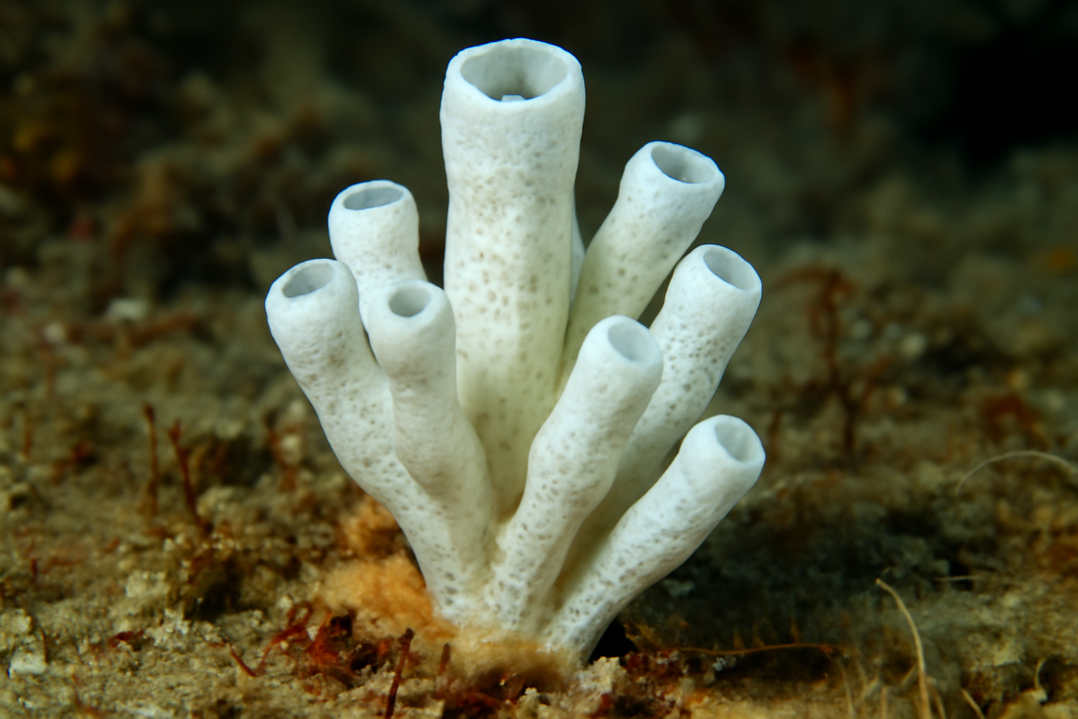 Leucaltis