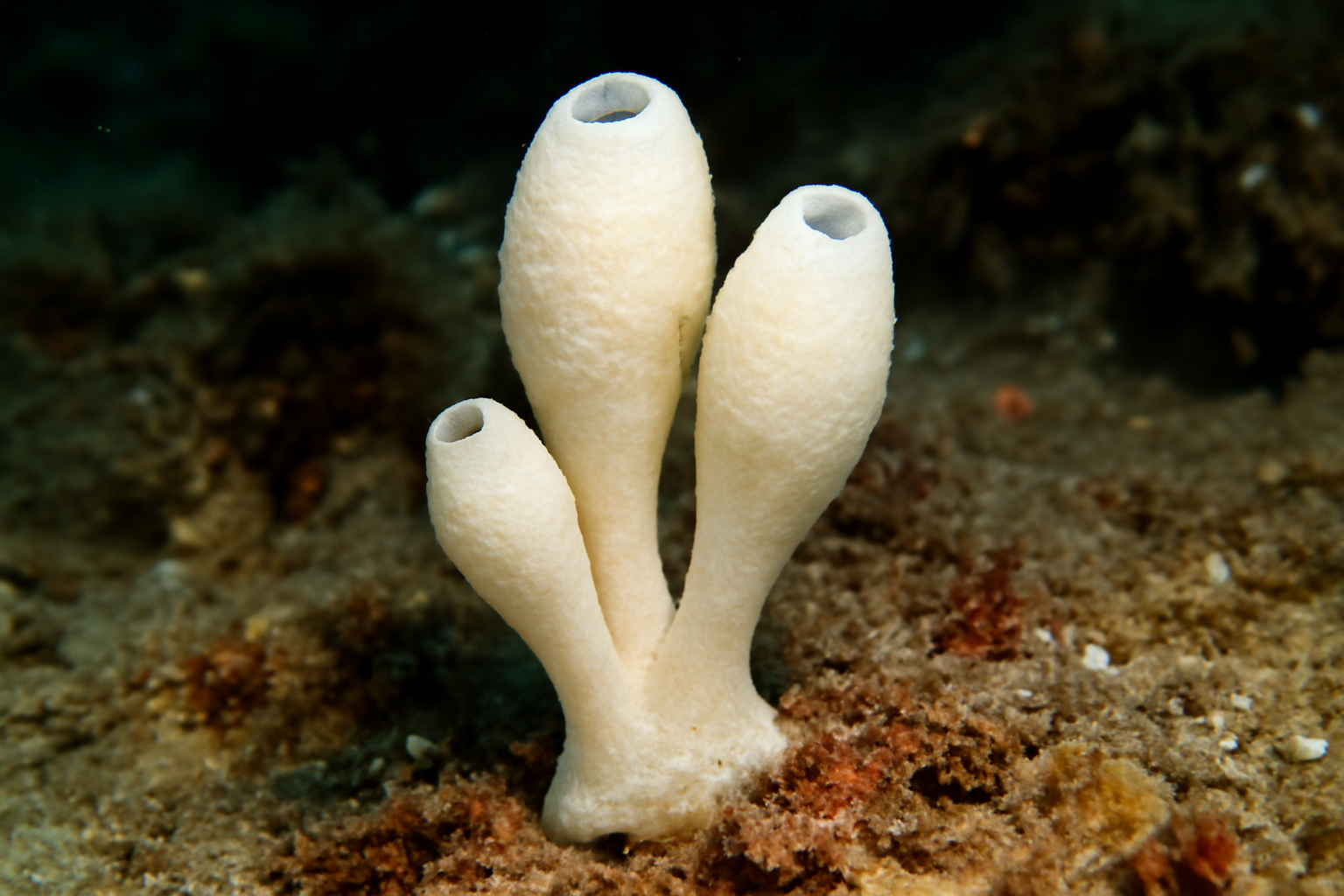 Amphoriscus