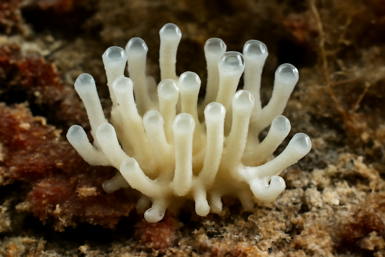 Leucosolenia