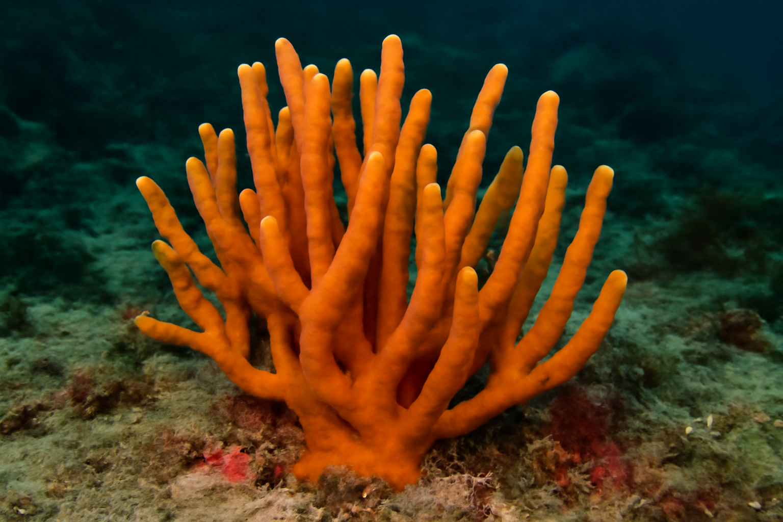 Clathria