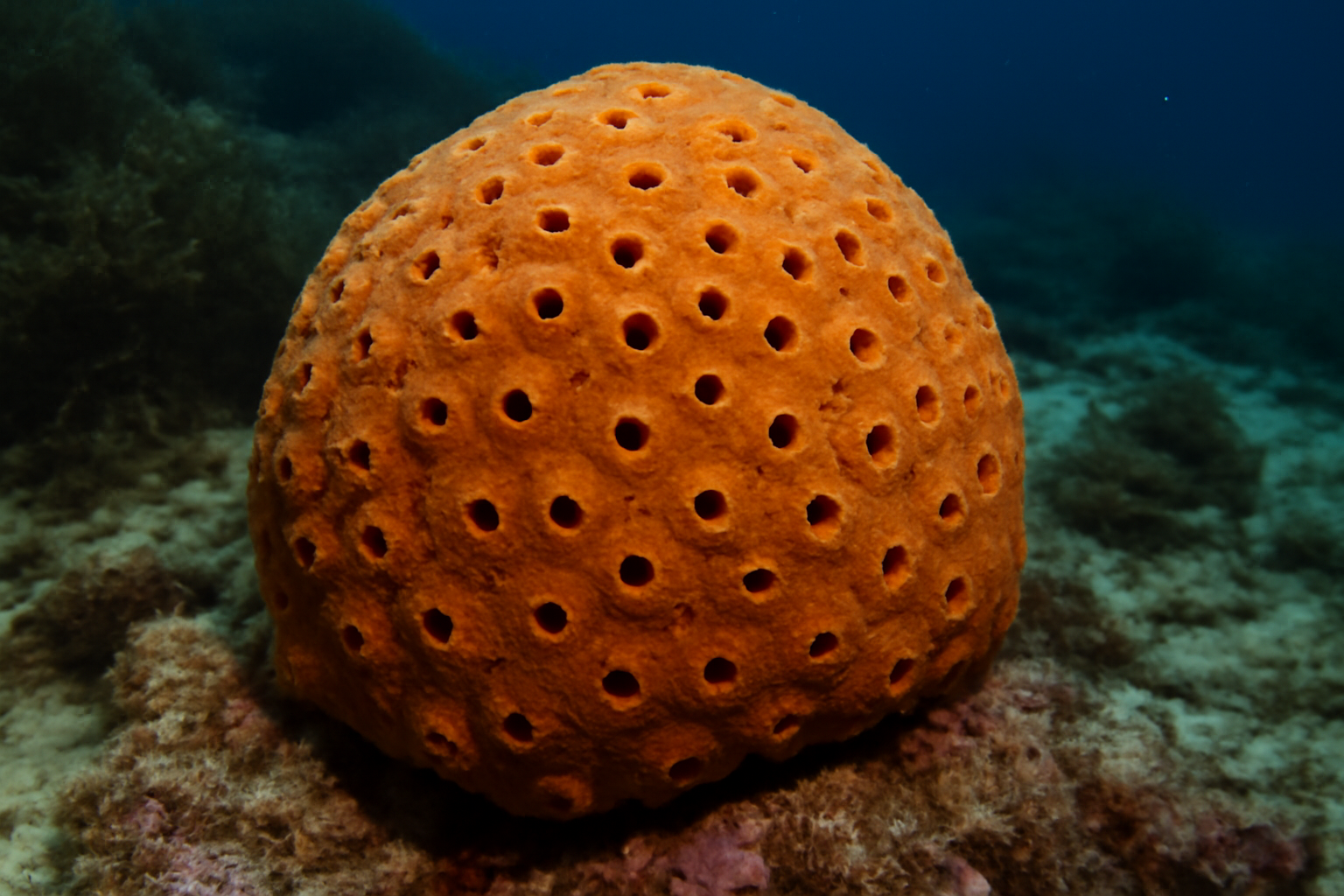 Neofibularia