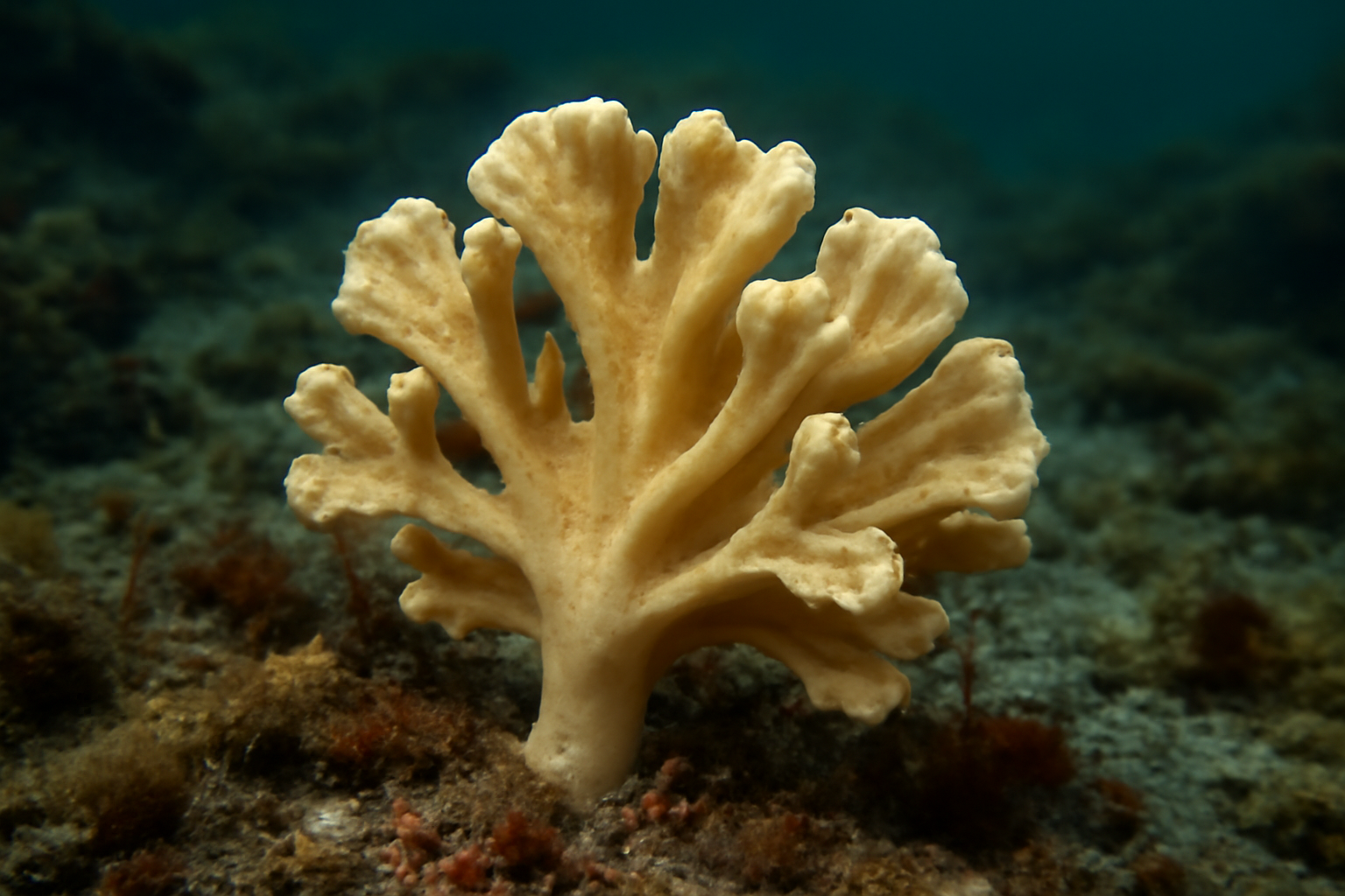 Crambeopsis