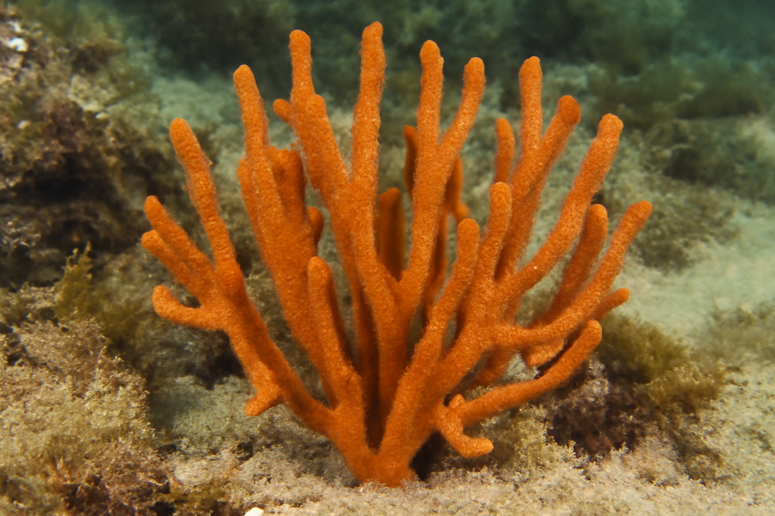 Clathria