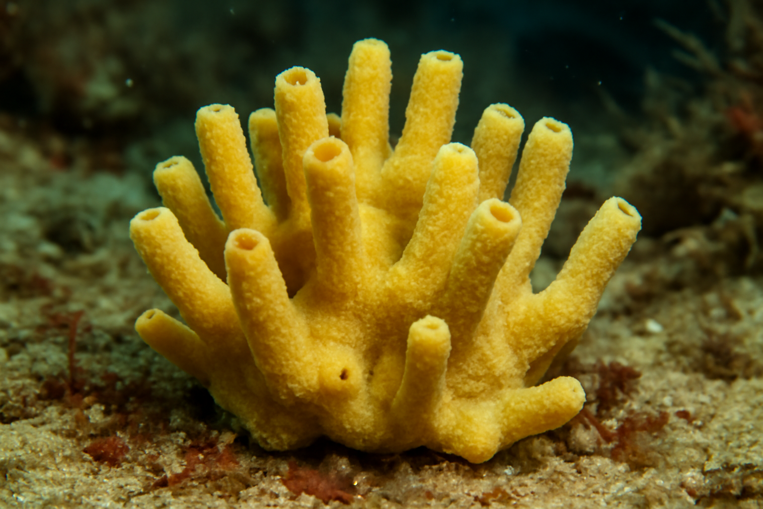 Amorphinopsis