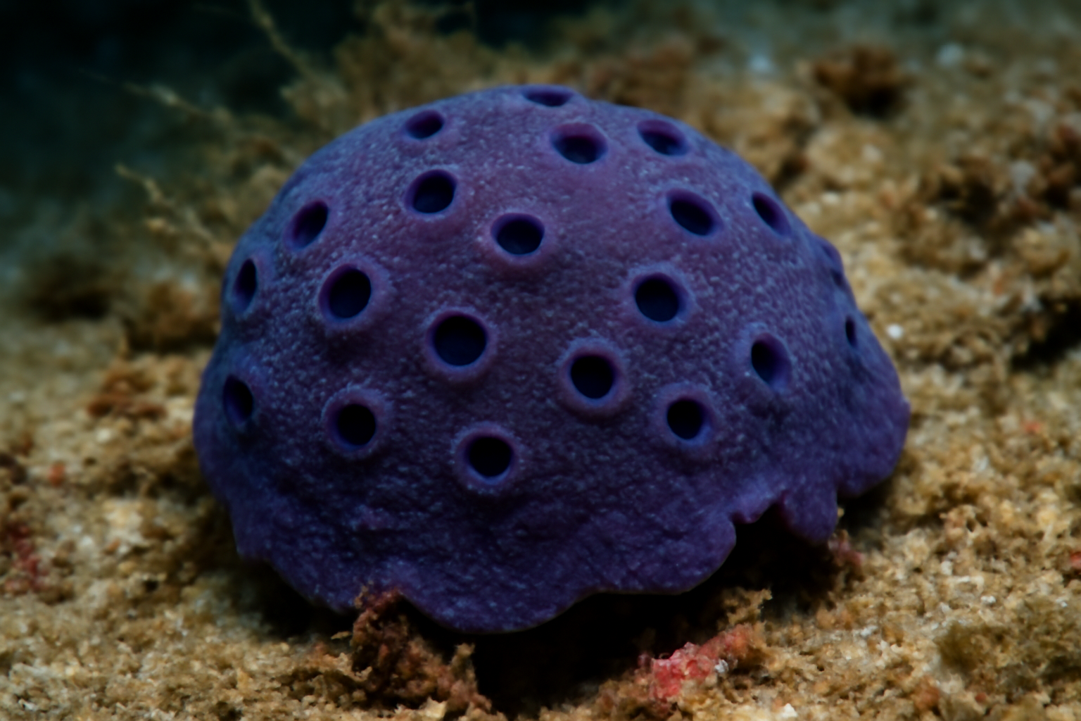 Latrunculia