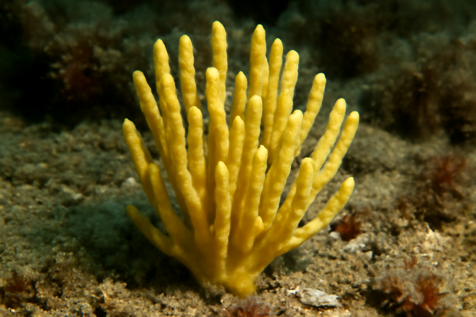 Amphilectus