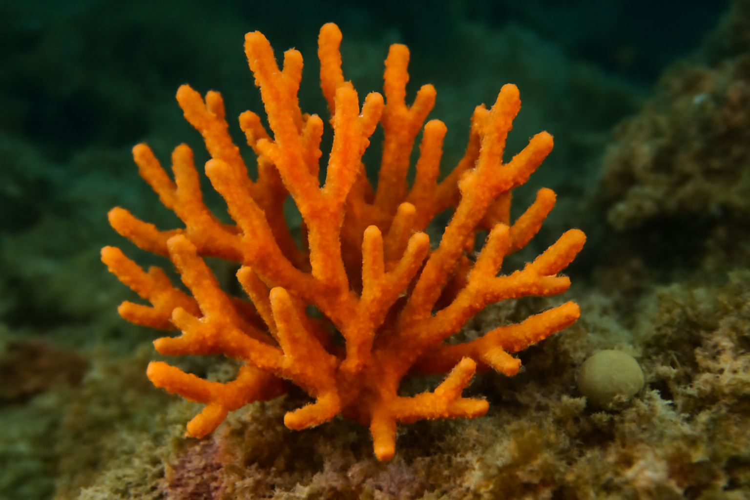 Clathria