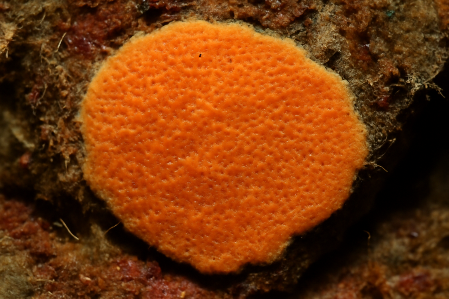 Hymedesmia