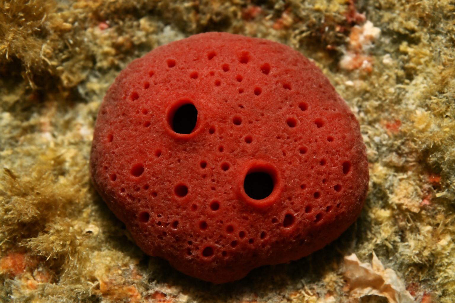 Ophlitaspongia