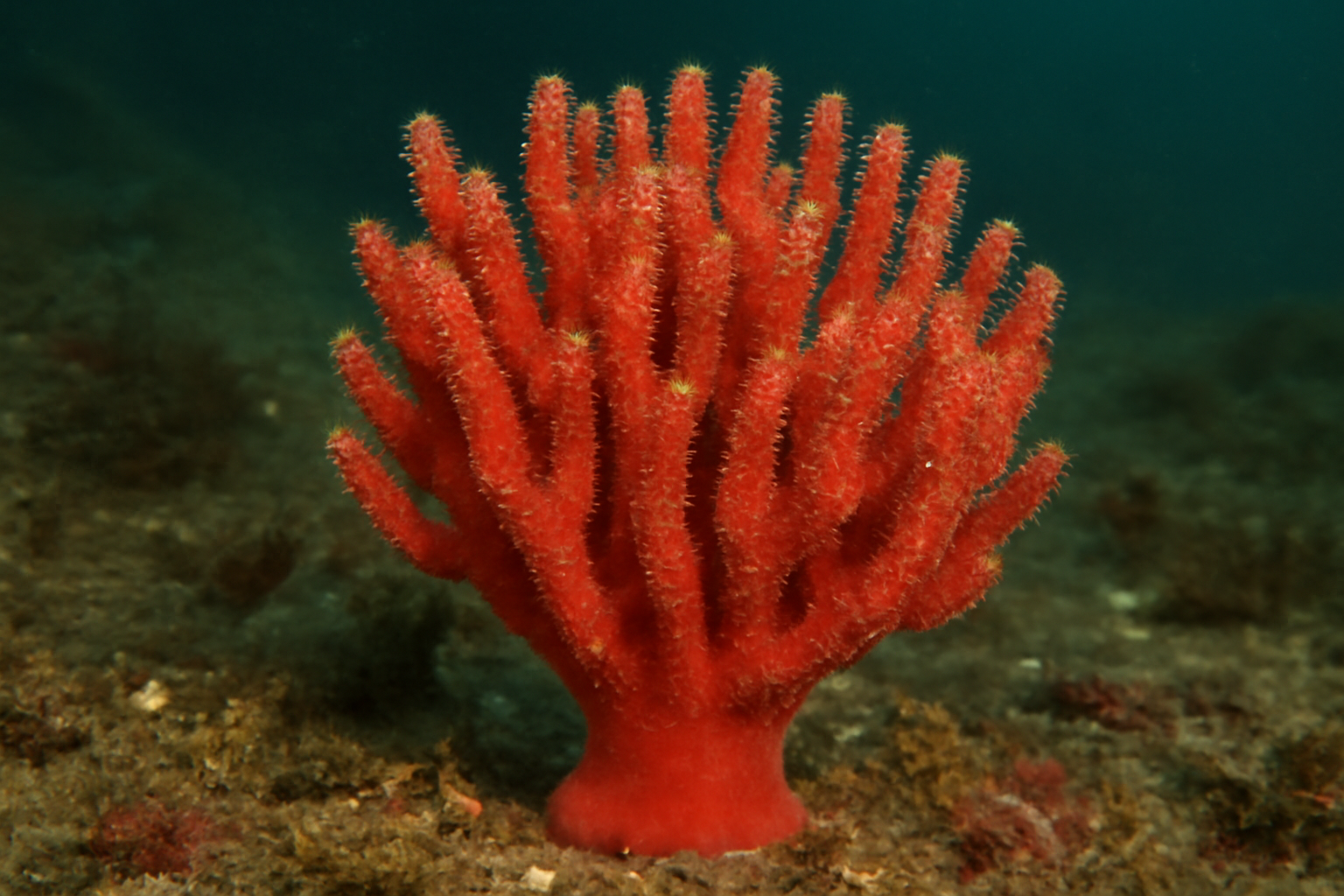 Plocamia