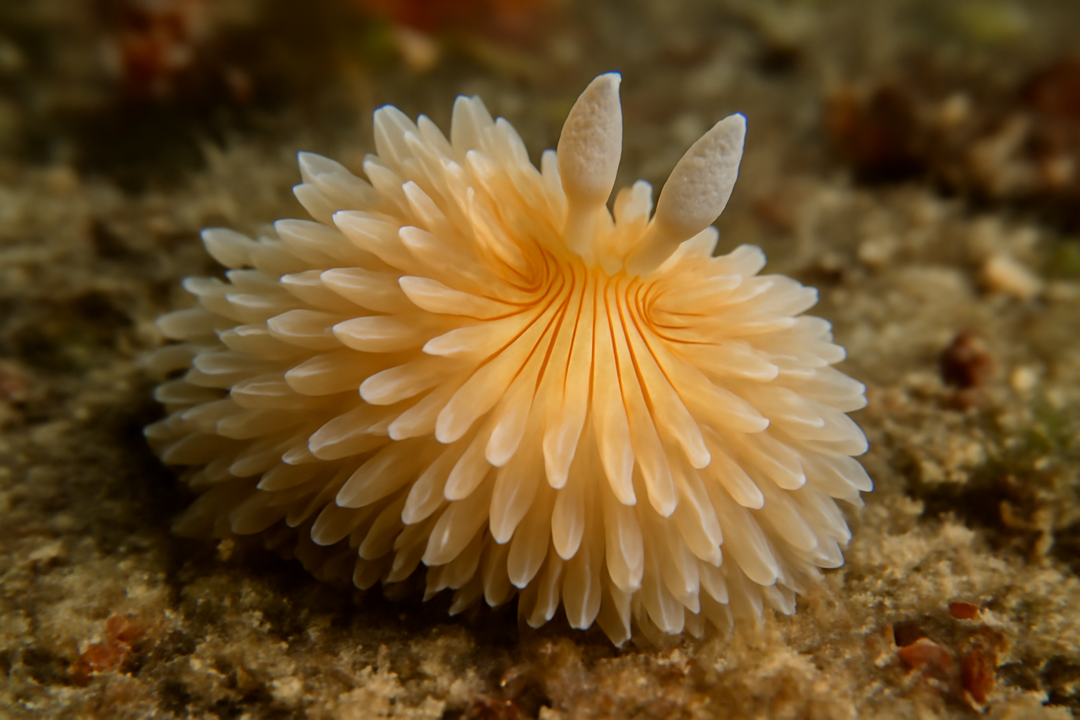 Carmia