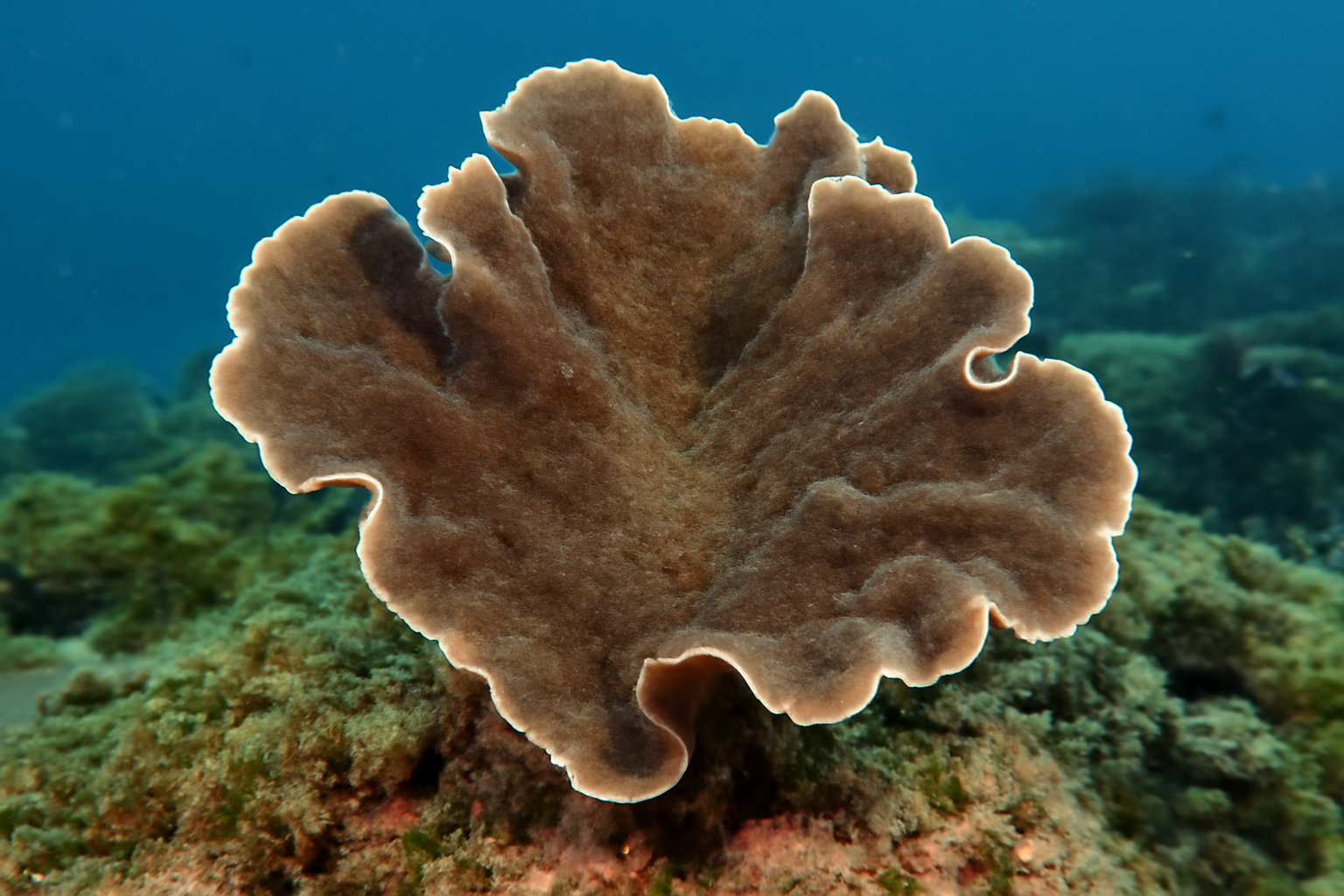 Carteriospongia