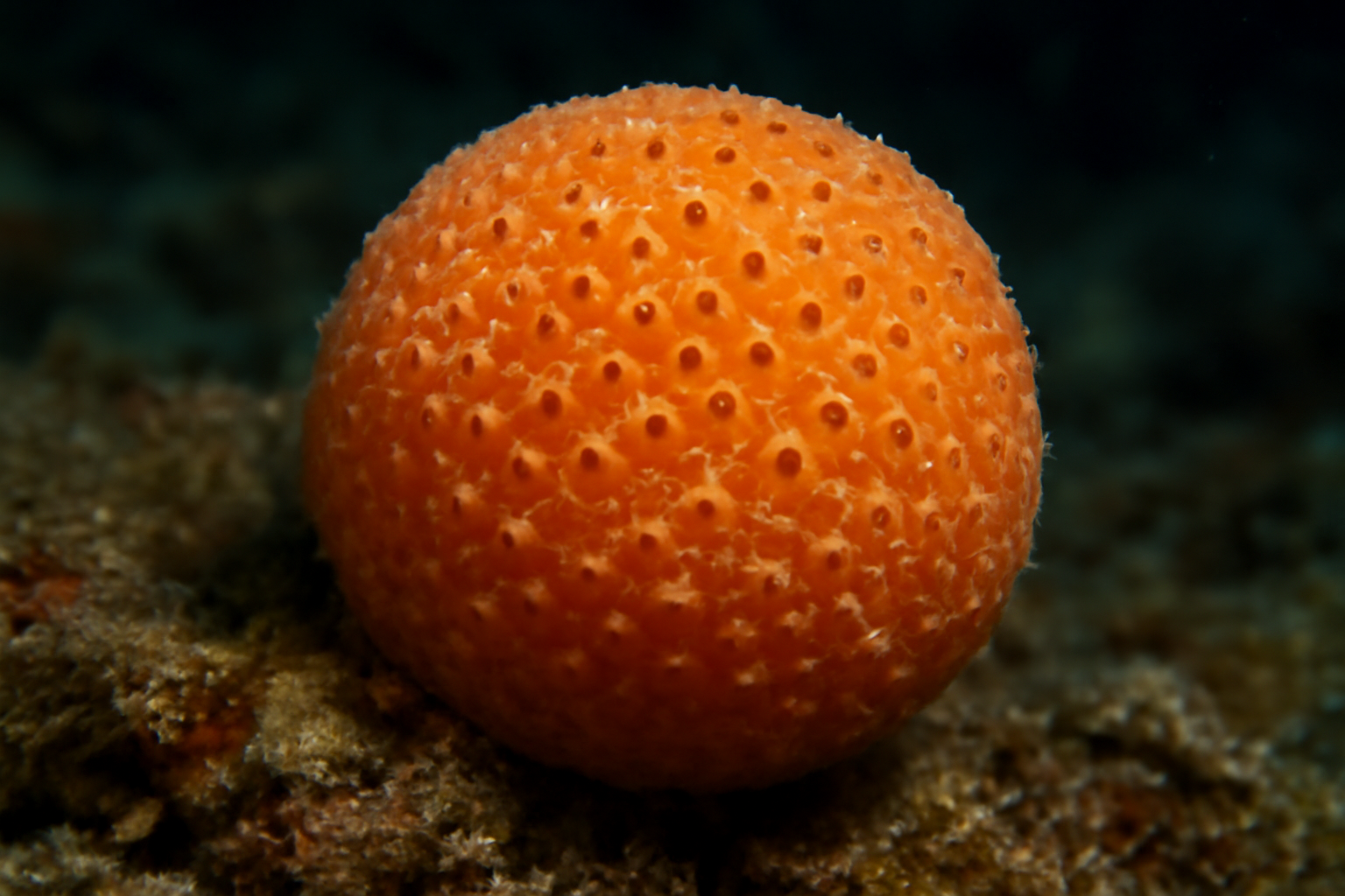 Coelosphaera