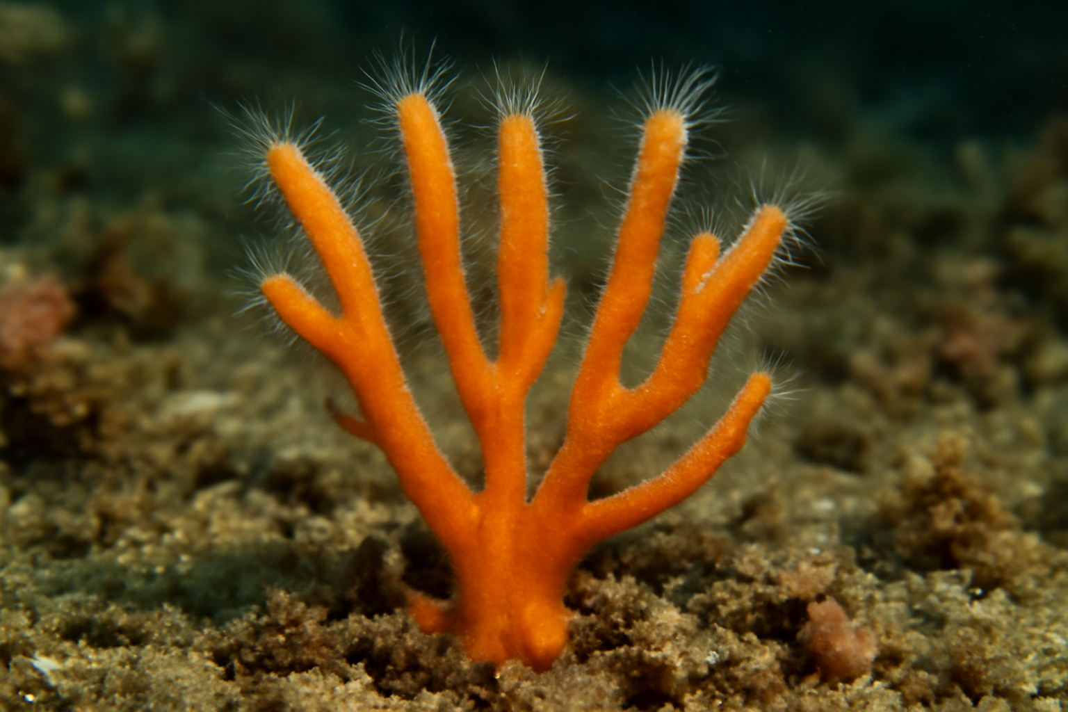 Esperiopsis