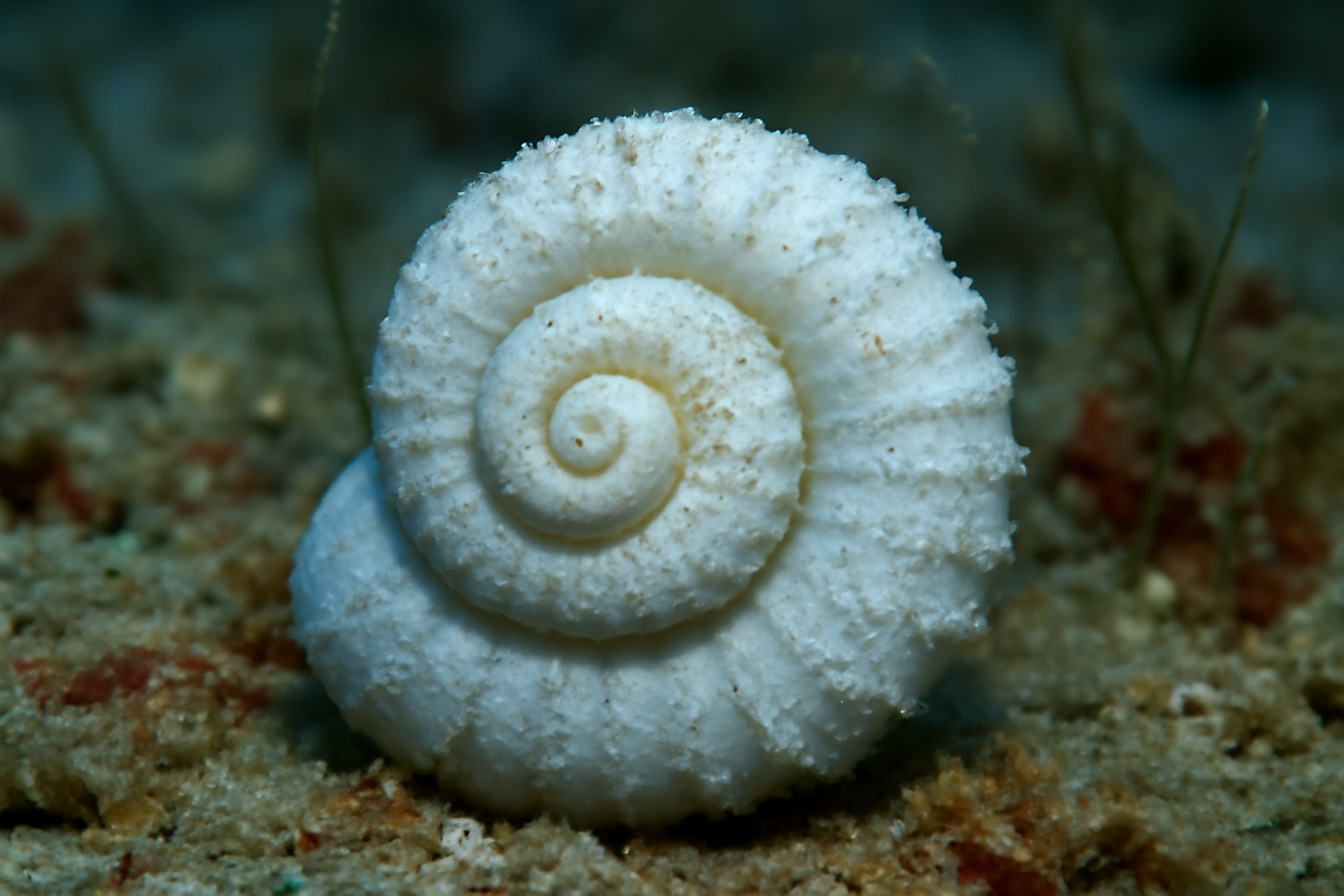 Paresperella