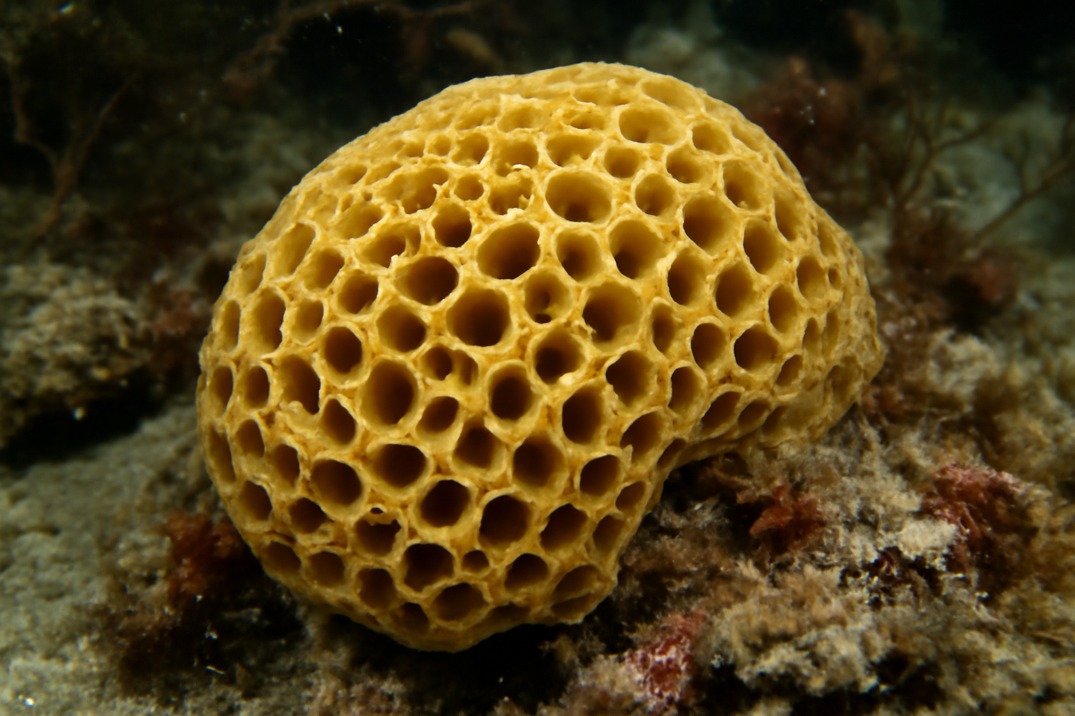 Echinodictyum