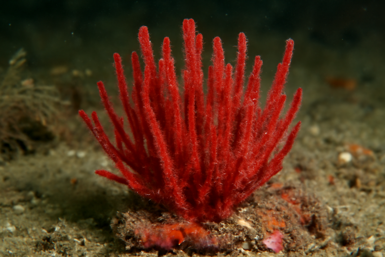 Microciona