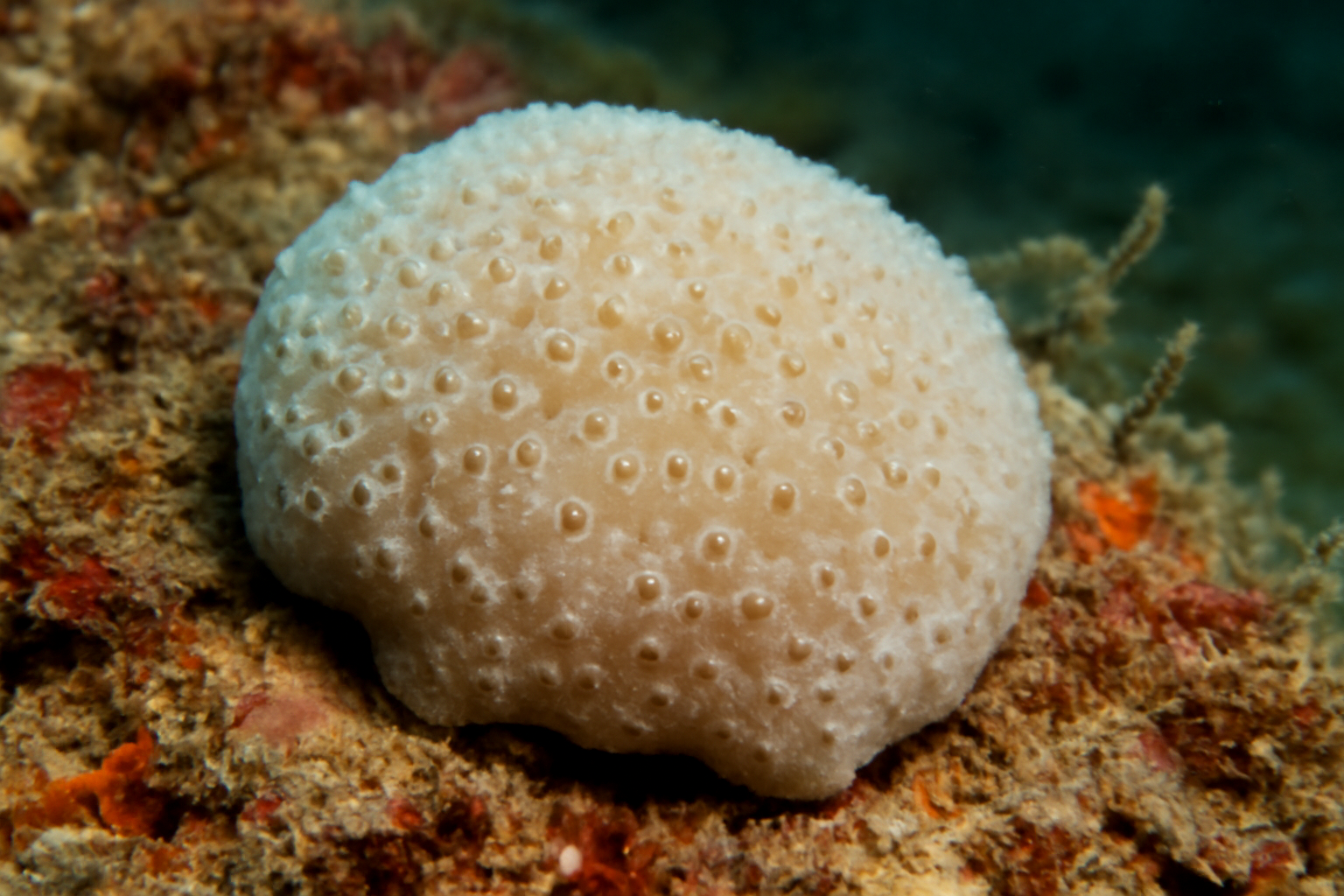 Phorbas