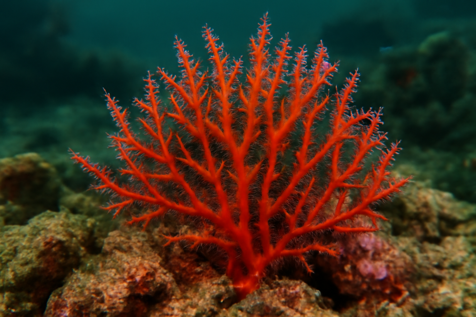 Plocamia