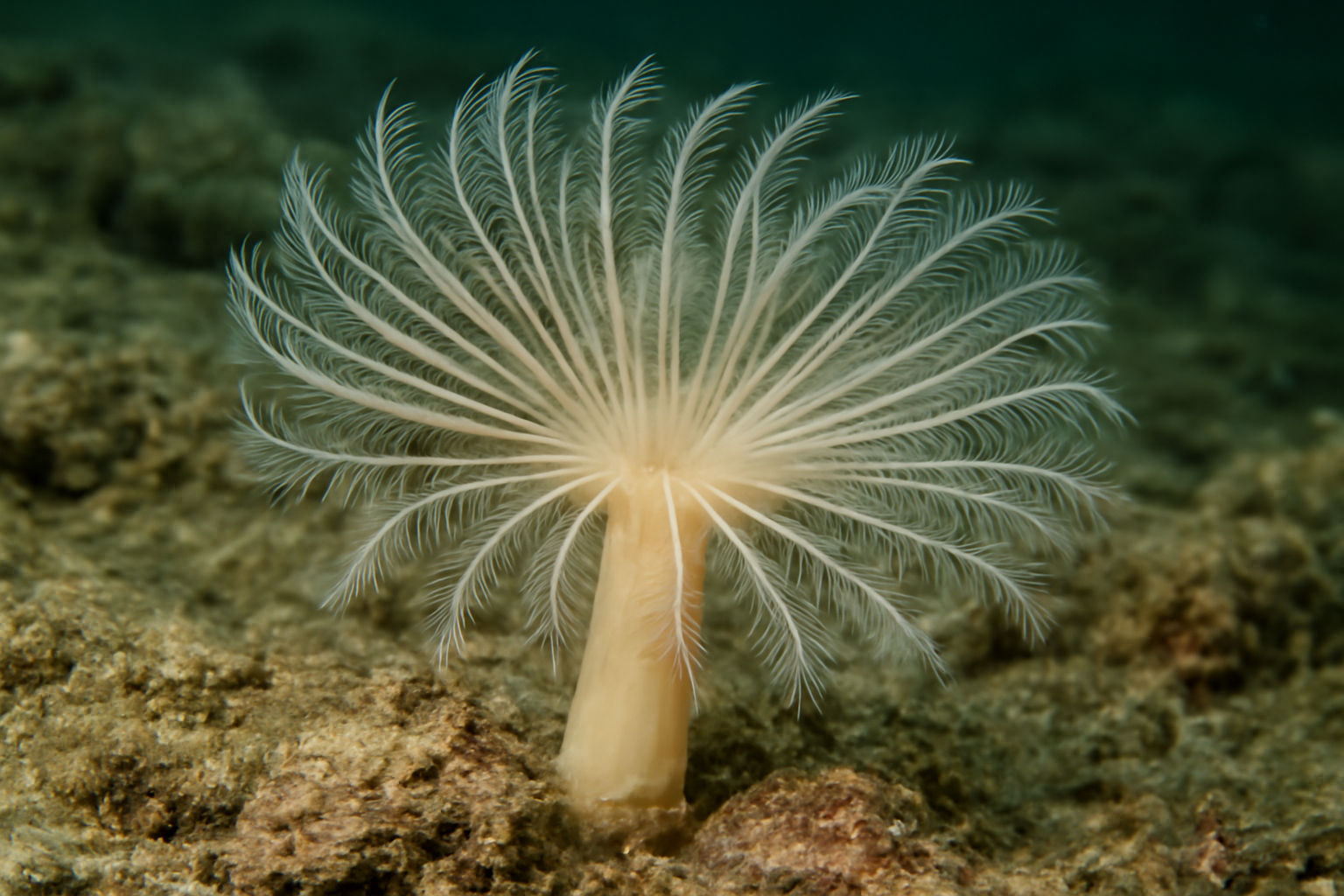 Thrinacophora