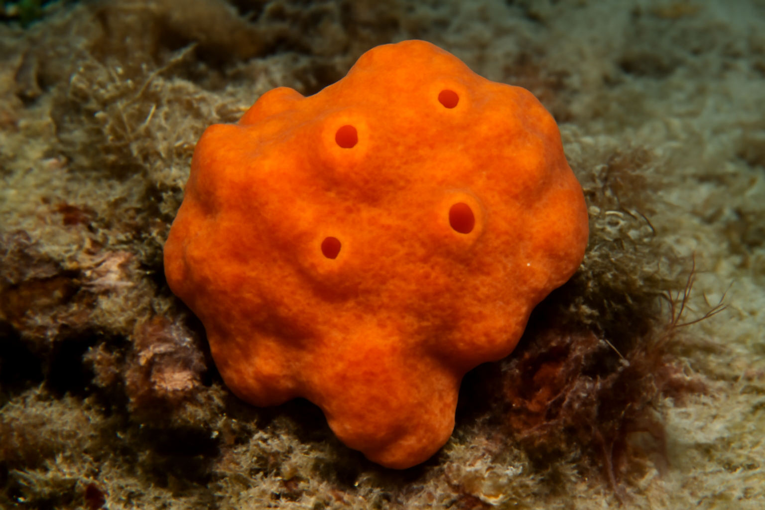 Tedania