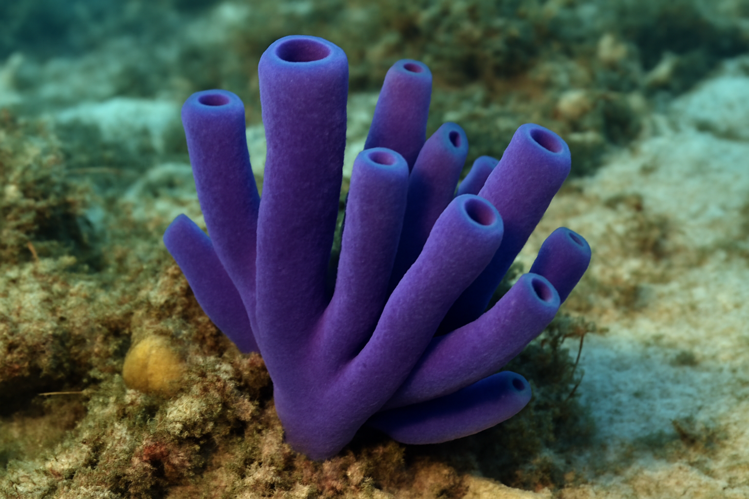 Chalinula