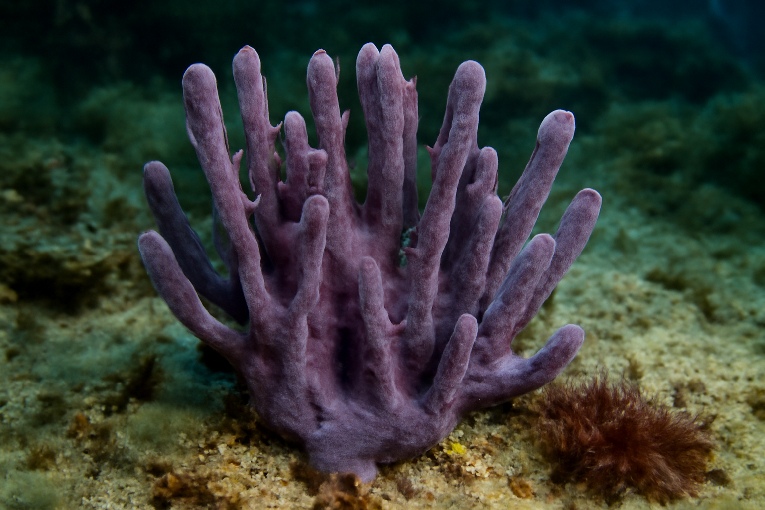 Haliclona