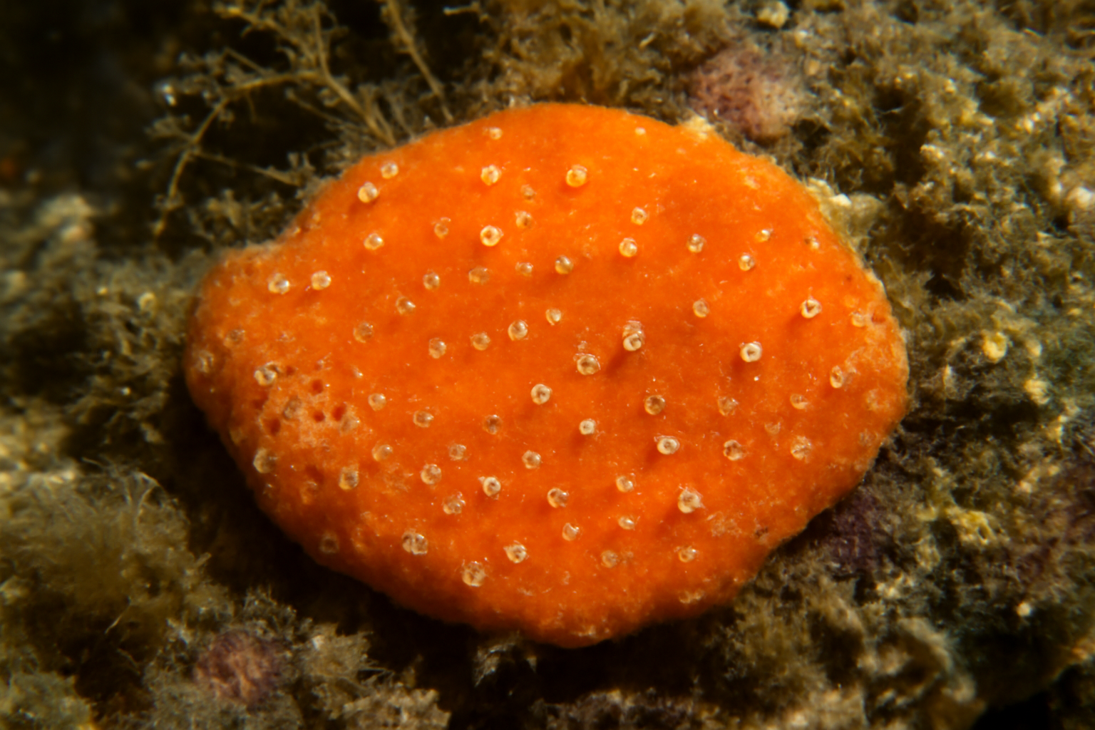 Hymedesmia