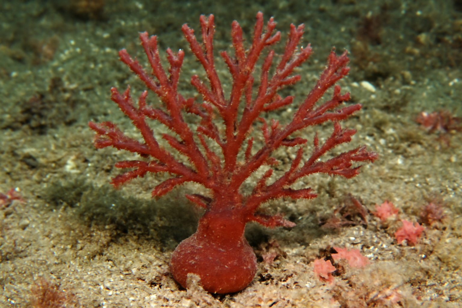 Kirkpatrickia