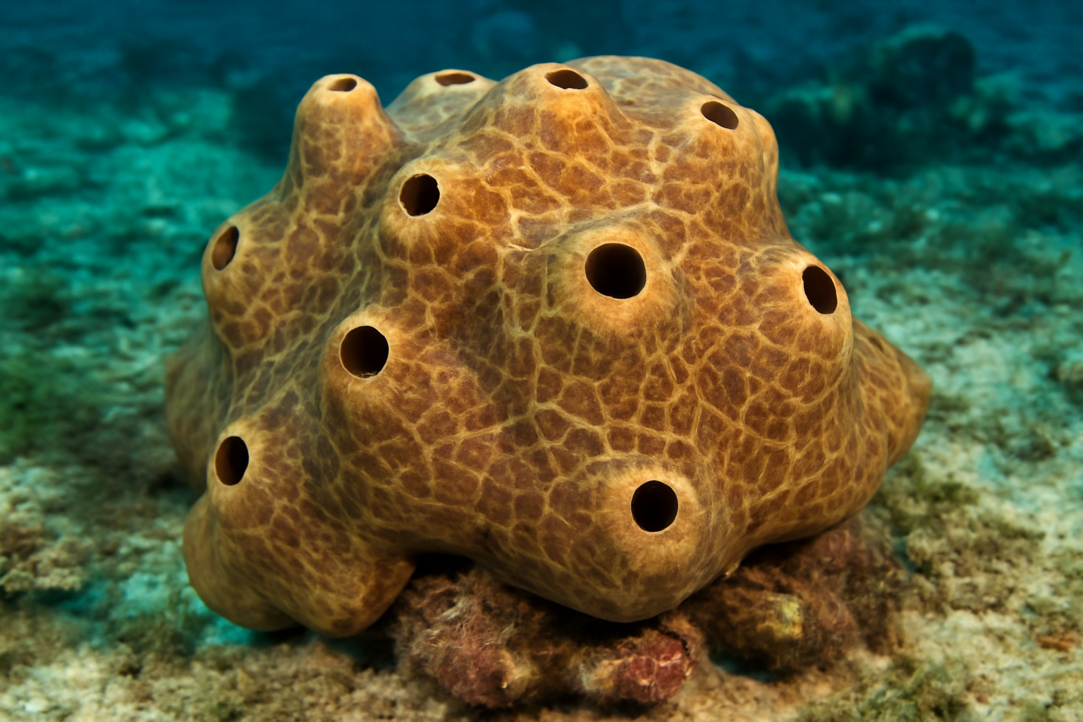 Siphonodictyon