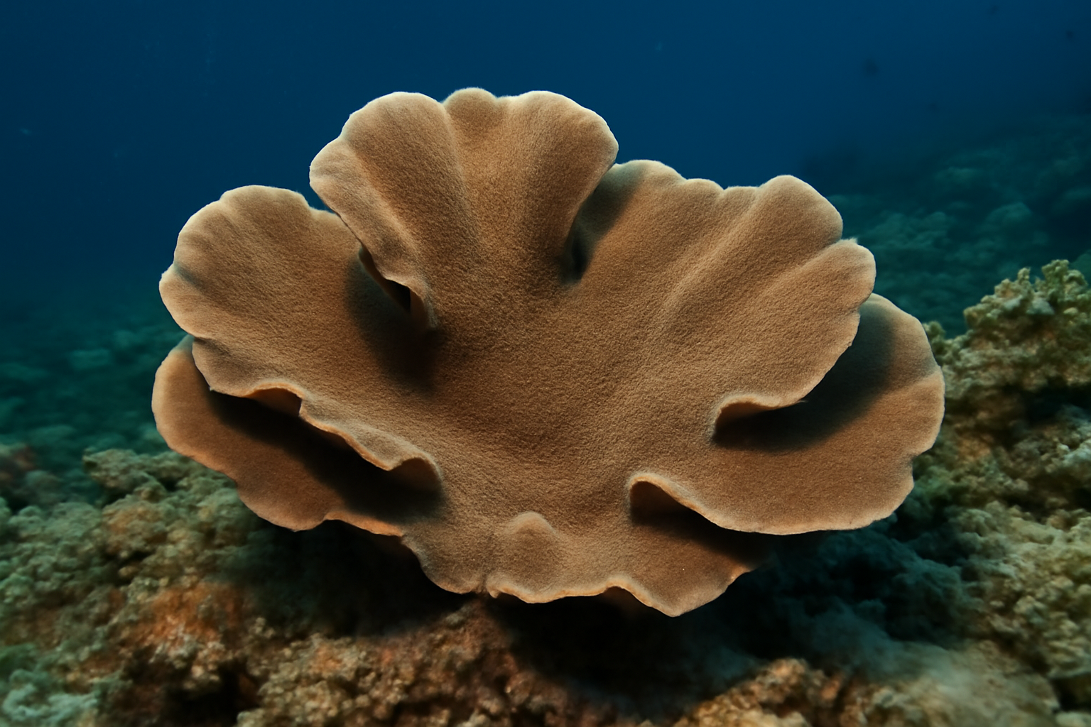 Carteriospongia