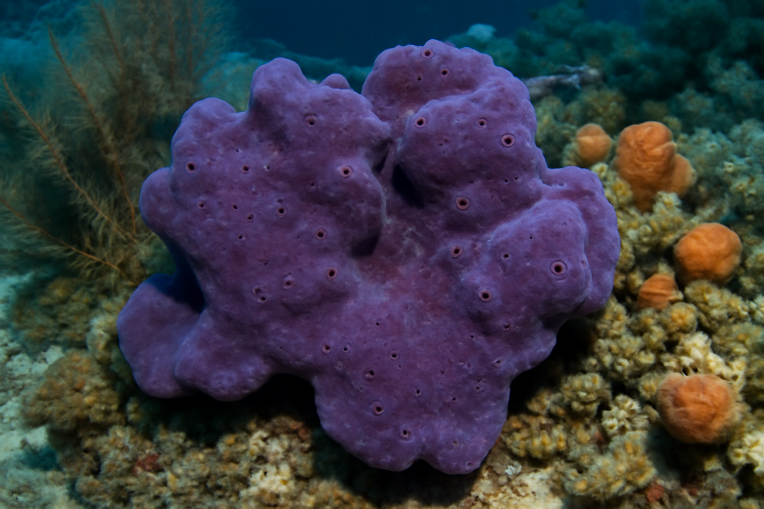 Smenospongia