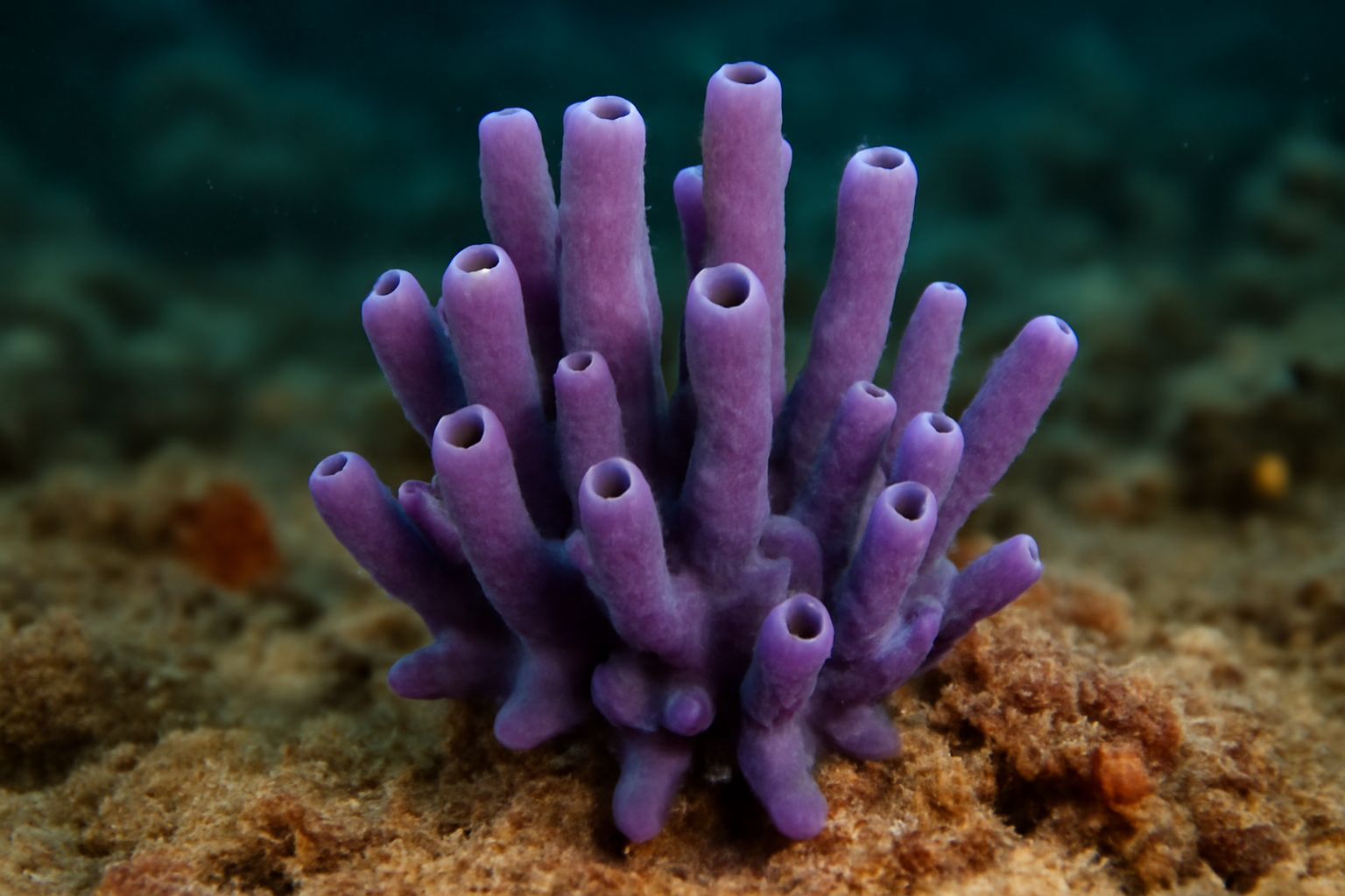 Haliclona