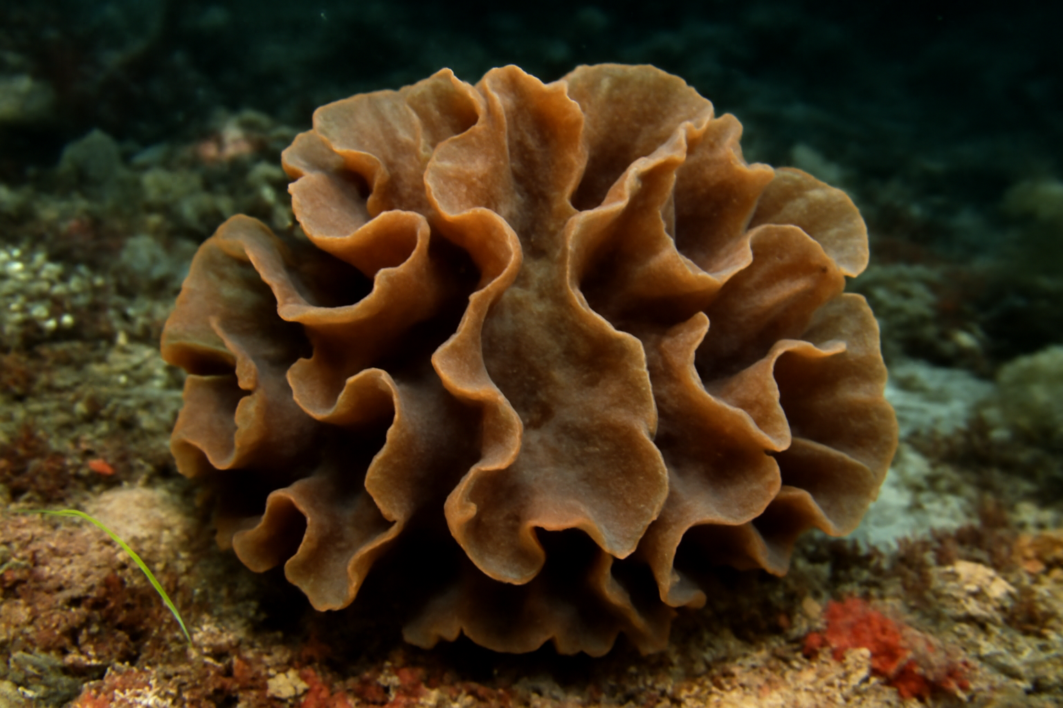 Lamellodysidea