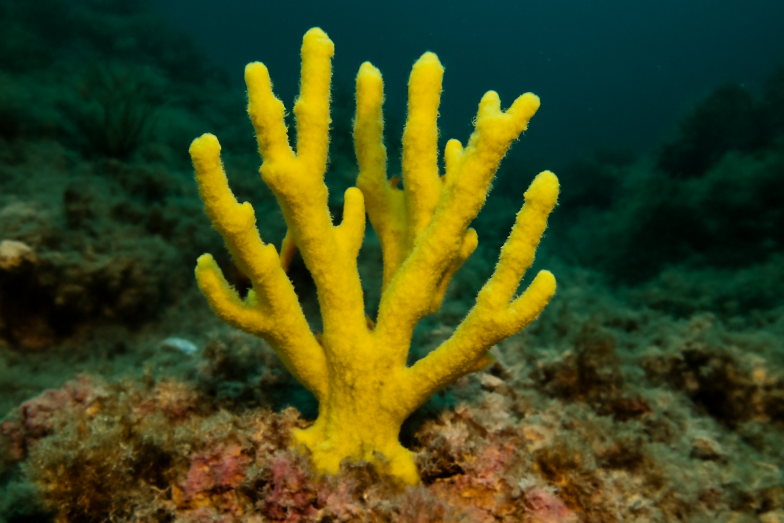 Darwinella