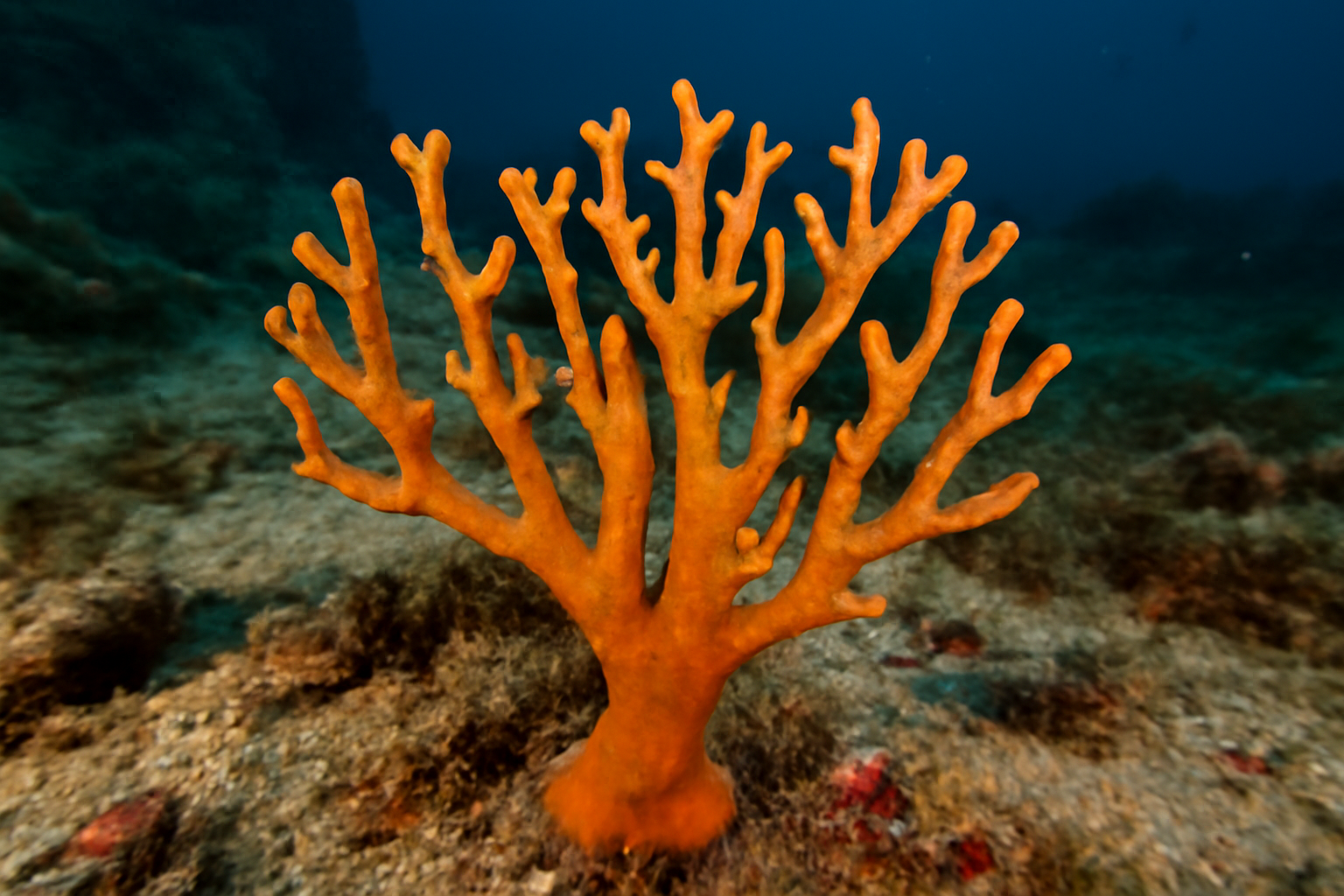 Dendrilla