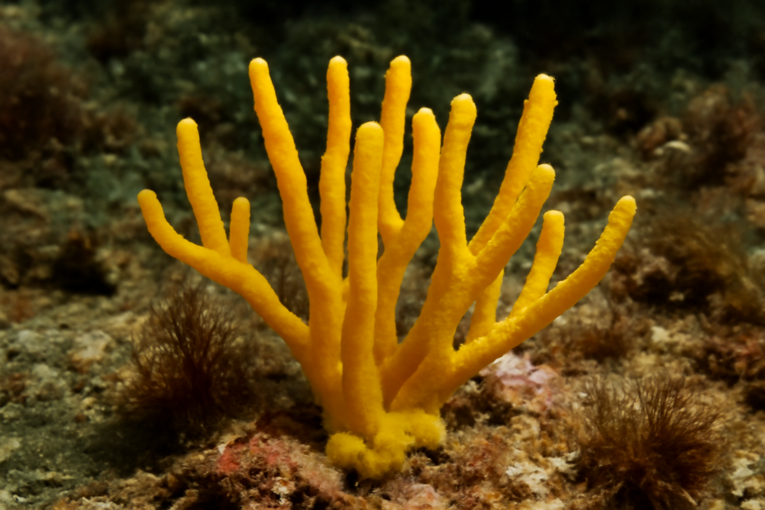 Aplysilla