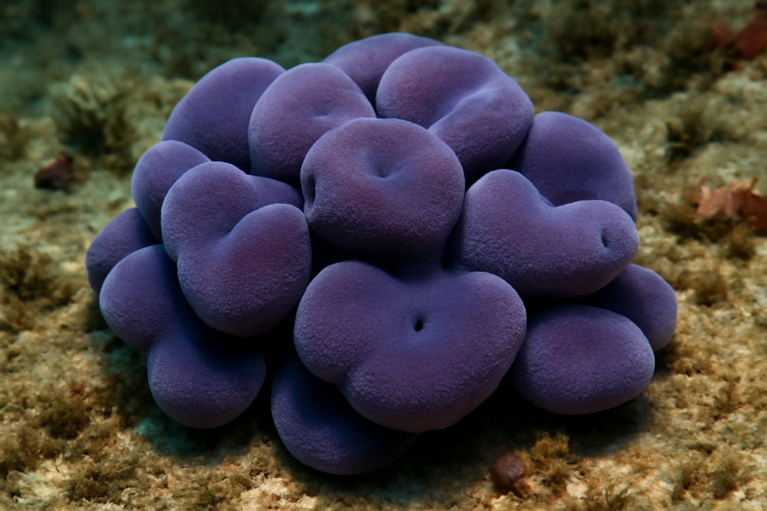 Velvet Sponges