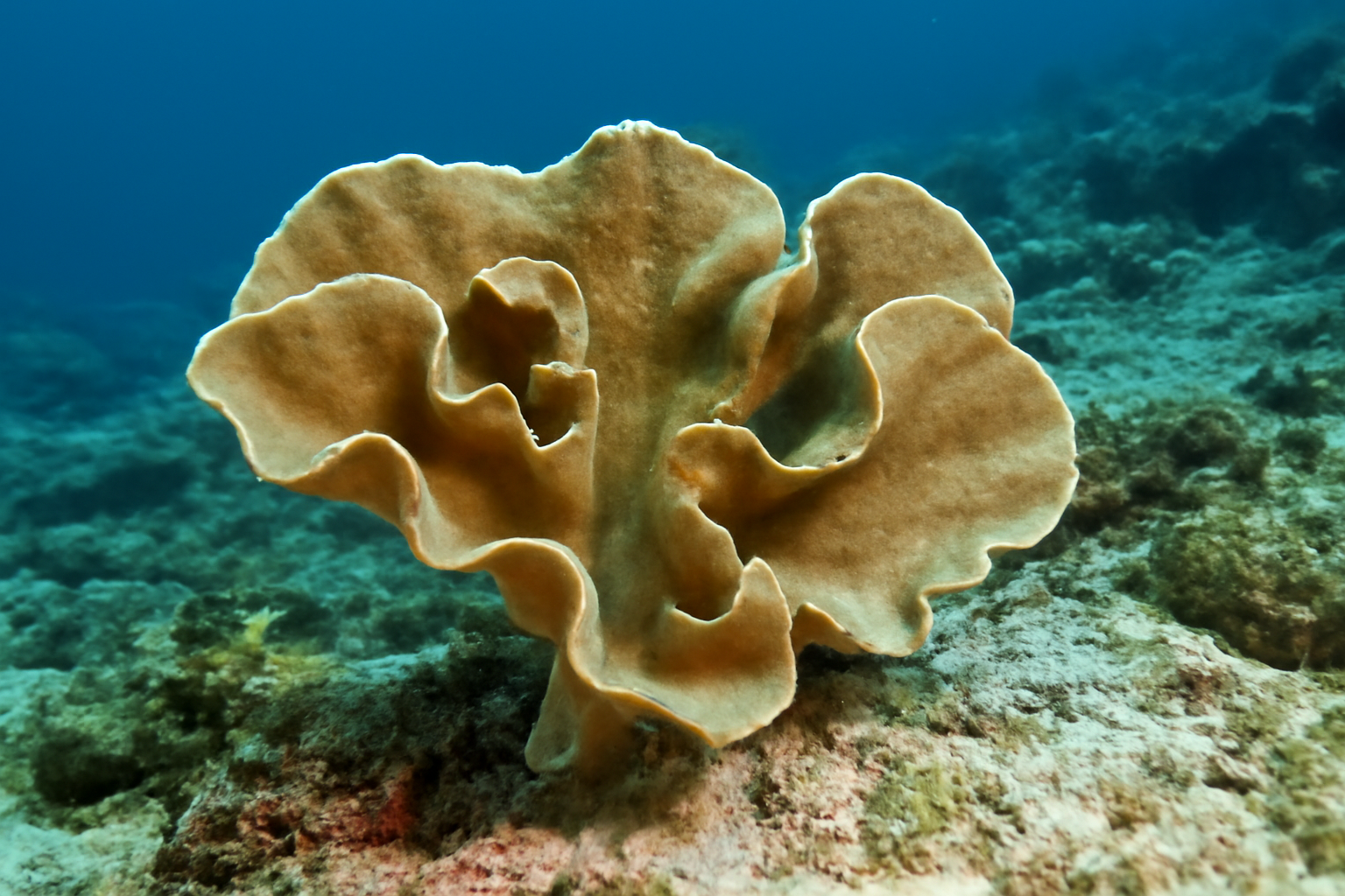 Carteriospongia