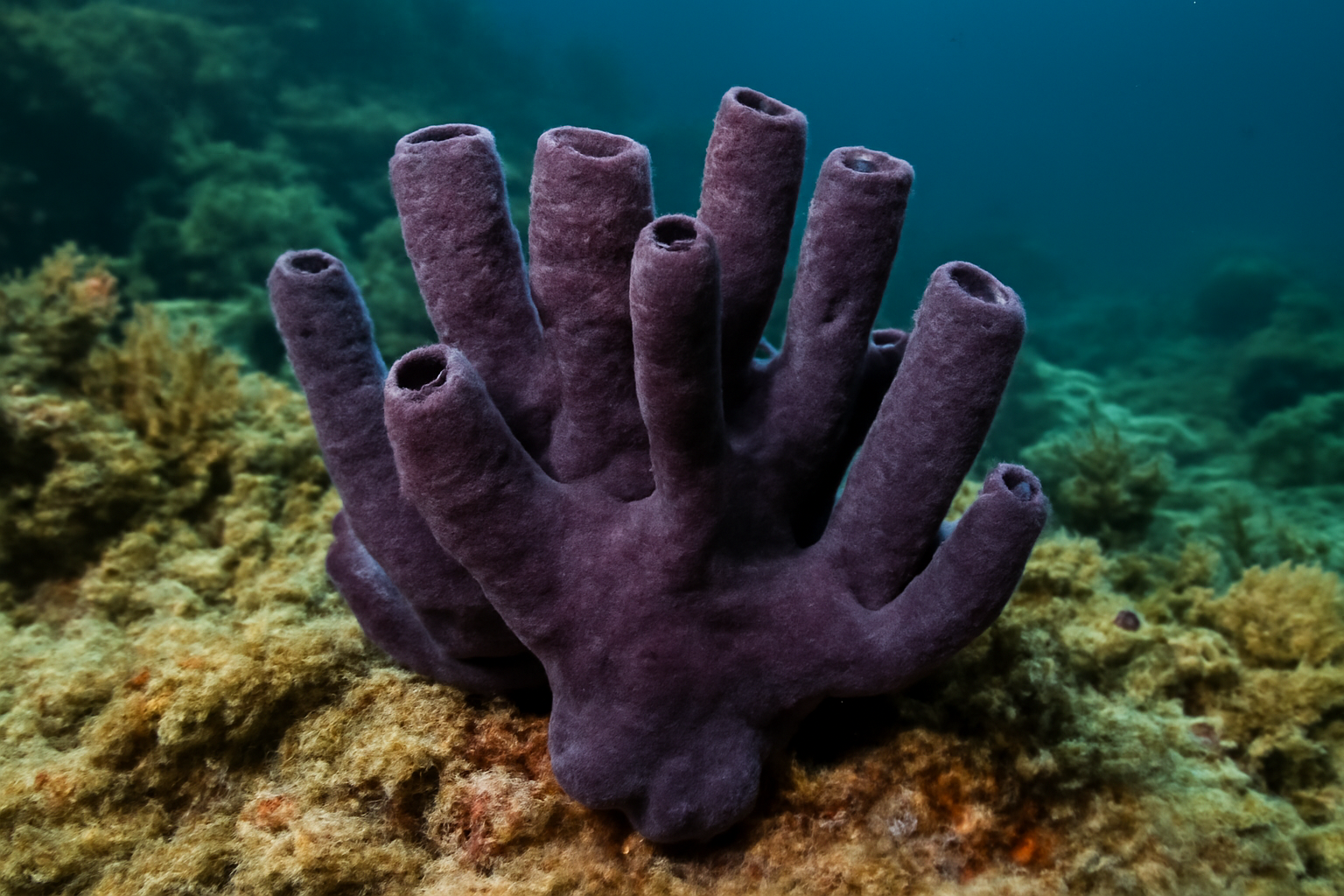 Smenospongia