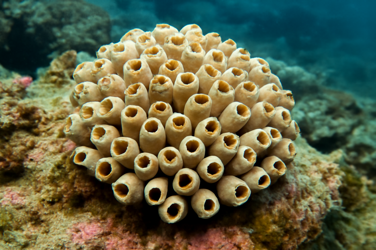 Siphonodictyon