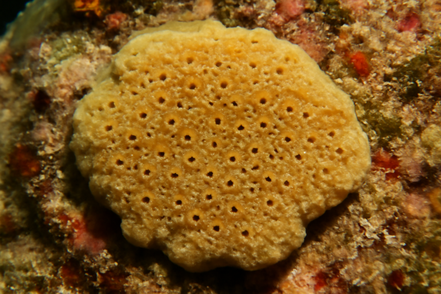 Stony Boring Sponge