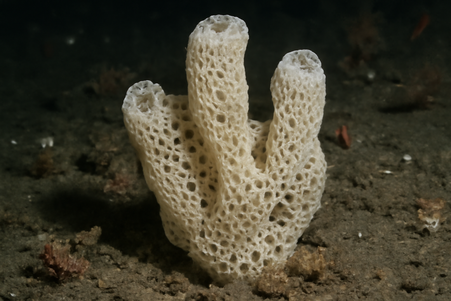Aphrocallistes
