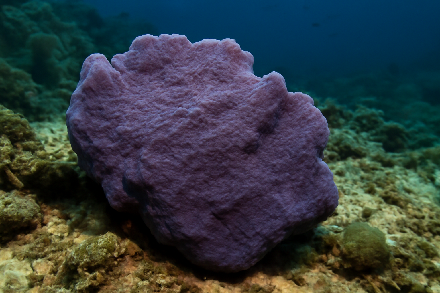 Petrosia