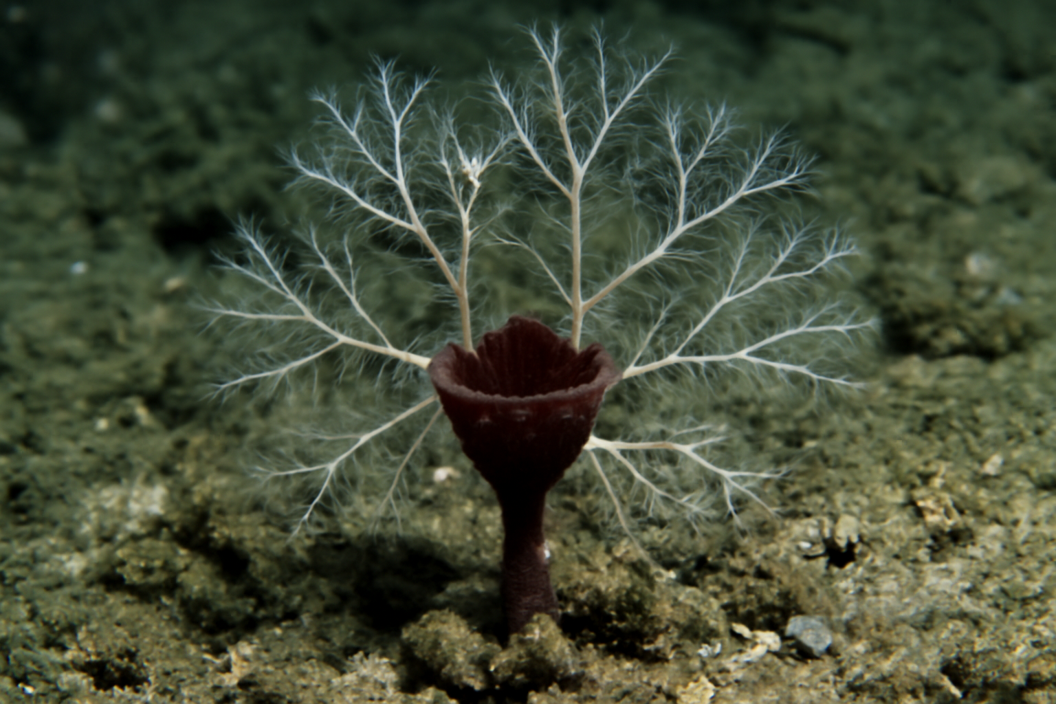Abyssocladia