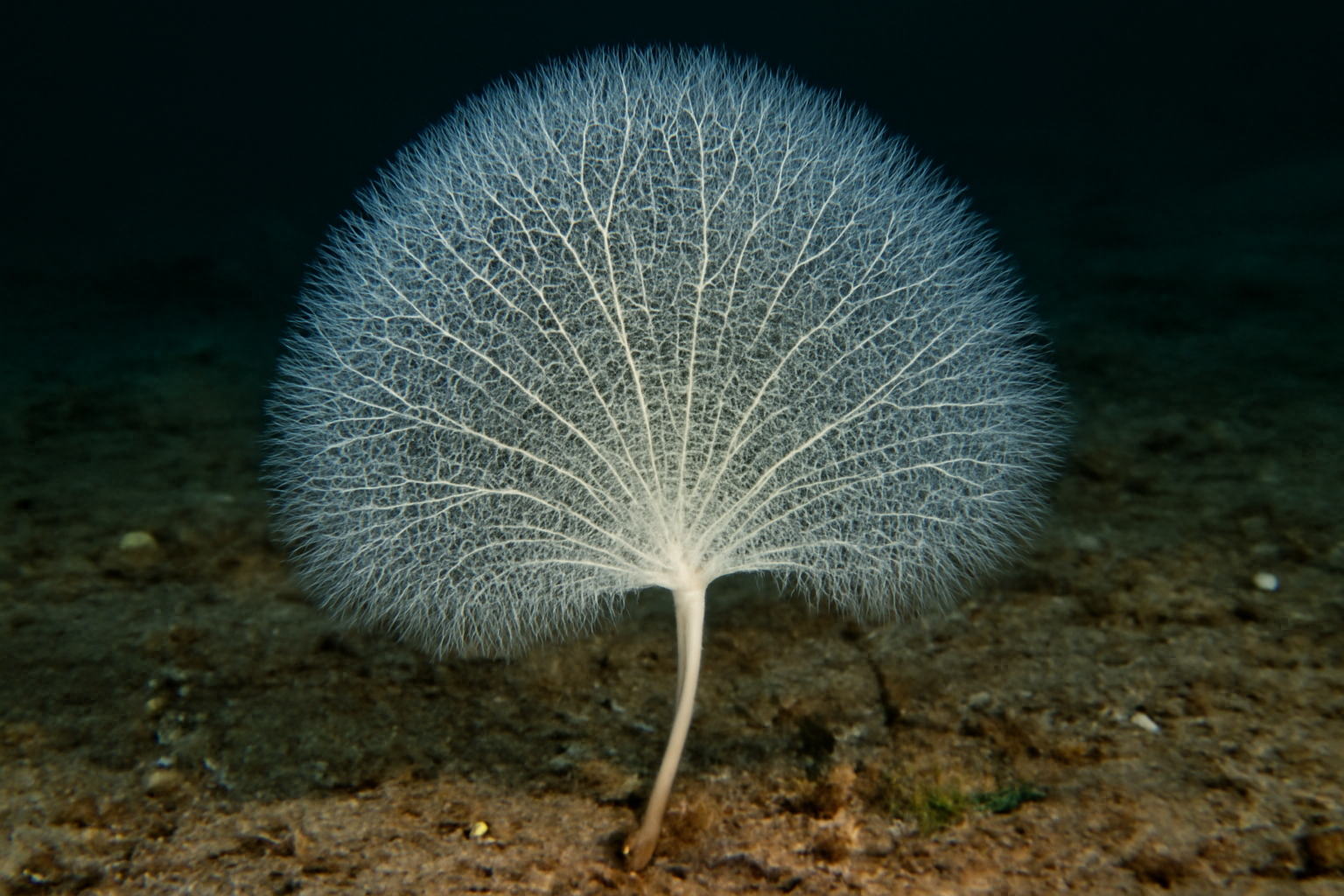 Euchelipluma